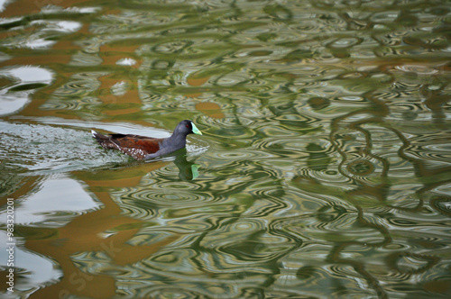 Gallinula melanops swimming in the lagoon photo