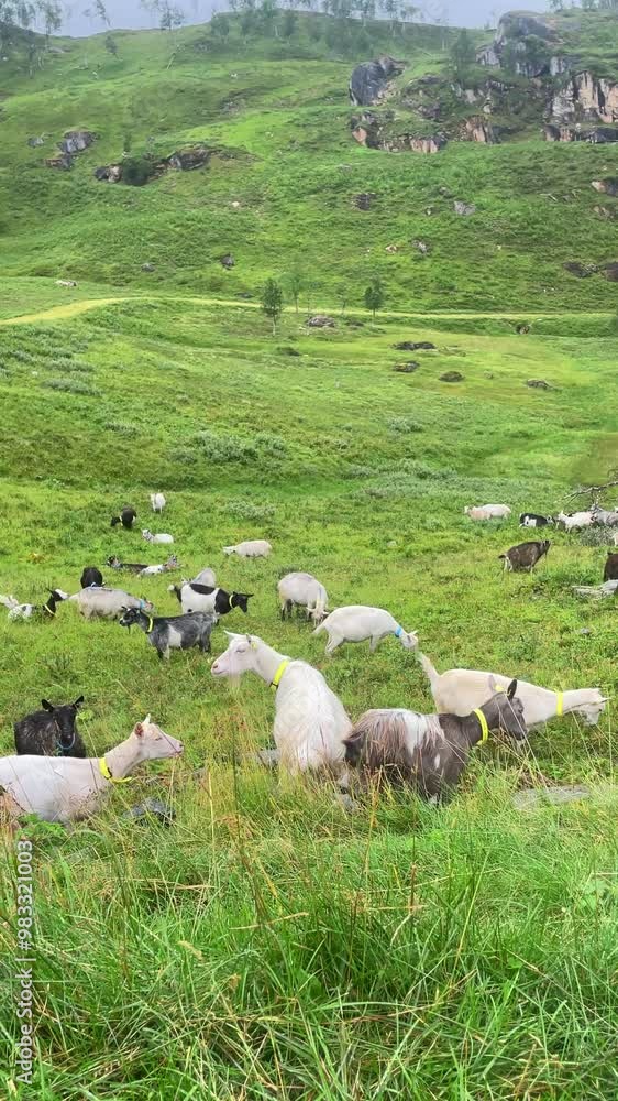 Goats grazing in mountain pasture. Vertical design in 9:16 ratio. Smartphone and social media ready. Goats grazing in mountain pasture. Vertical design in 9:16 ratio. Smartphone and social media ready.