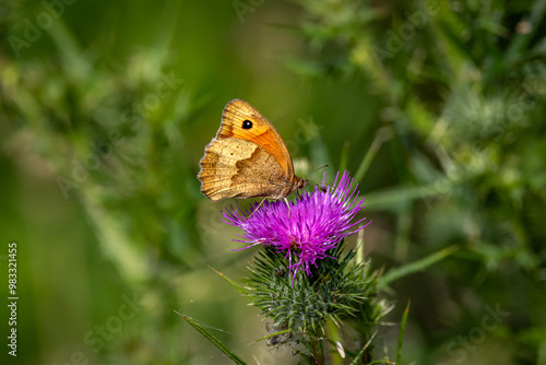 A Meadow brown butterfly ( Maniola jurtina) on purple thistle flowers.