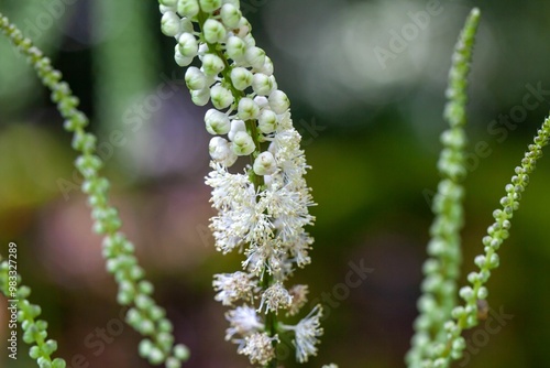 Japanese bugbane, Cimicifuga japonica photo