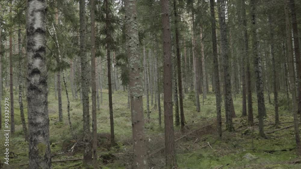 trees in the forest trees in the forest