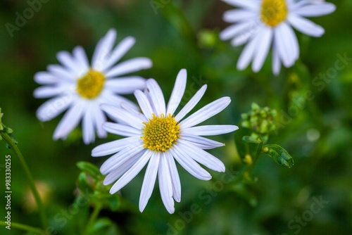 Flower of a Kalimeris lautureana plant