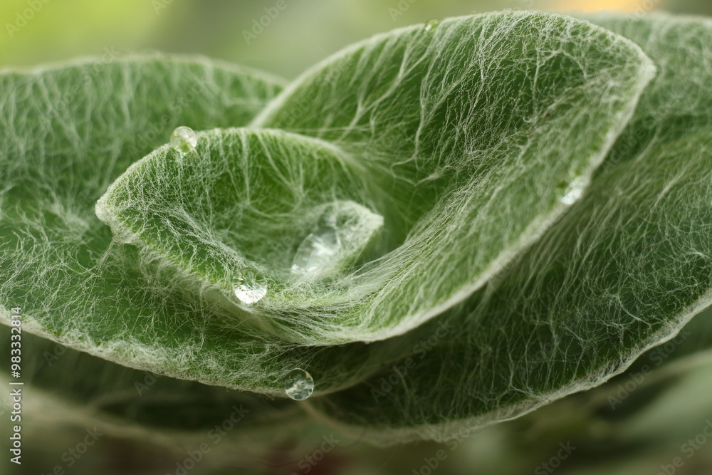 Close-up of apical leaves of Tradescantia setosa with water droplets