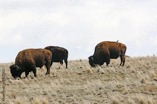 Bison on Antelope Island, Utah, in winter 