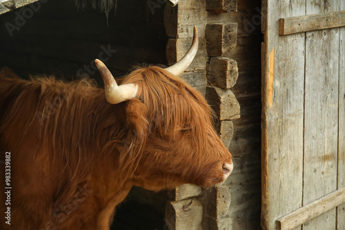 View of red cow on farm, cl...