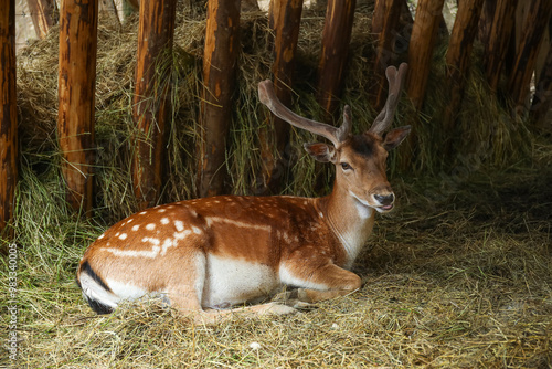 View of fallow deer on farm