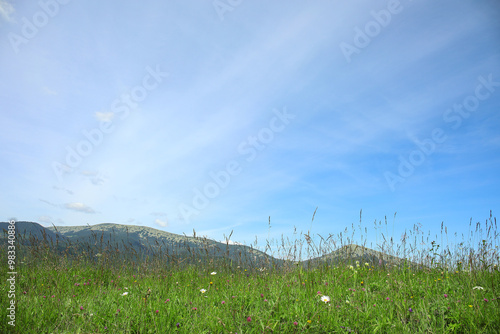 Meadow with wildflowers in ...