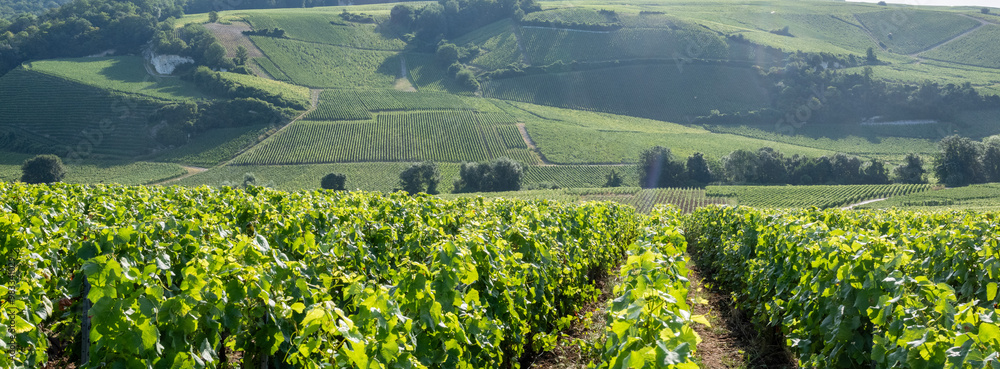 vineyards in the champagne region between reims and epernay in france