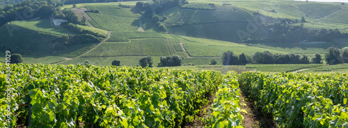 Obraz na płótnie vineyards in the champagne region between reims and epernay in france w salonie