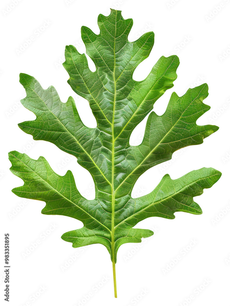 PNG Xanadu leaf vegetable produce arugula. PNG Xanadu leaf vegetable produce arugula.