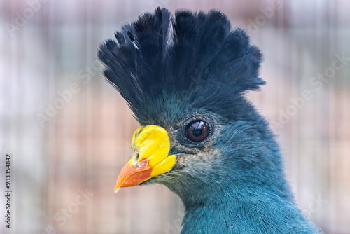 Great Blue Turaco (Corythaeola cristata), common in tropical forests of Central Africa photo