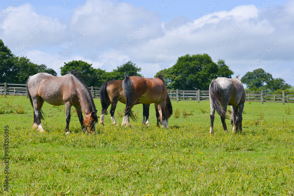 Small herd of ponies, horses grazing contentedly in their field in rural Shropshire, on a summers day, enjoying the fresh grass and the space. Small herd of ponies, horses grazing contentedly in their field in rural Shropshire, on a summers day, enjoying the fresh grass and the space.