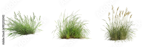 Set of clump of wild grass with a natural, untamed look isolated on transparent background