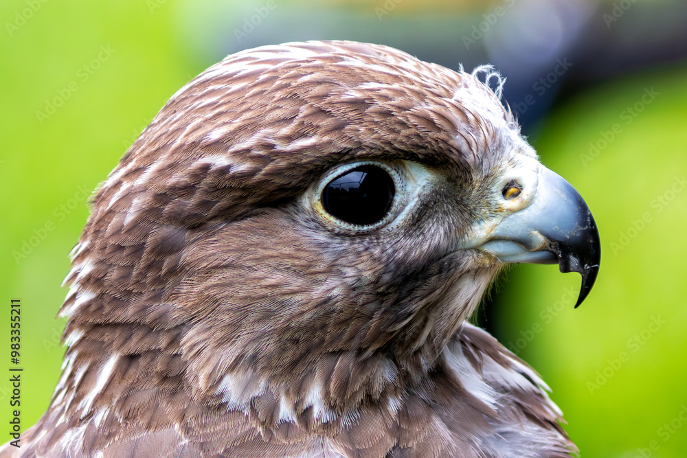 Obraz premium Gyrfalcon (Falco rusticolus), common in Arctic and sub-Arctic regions of North America and Eurasia