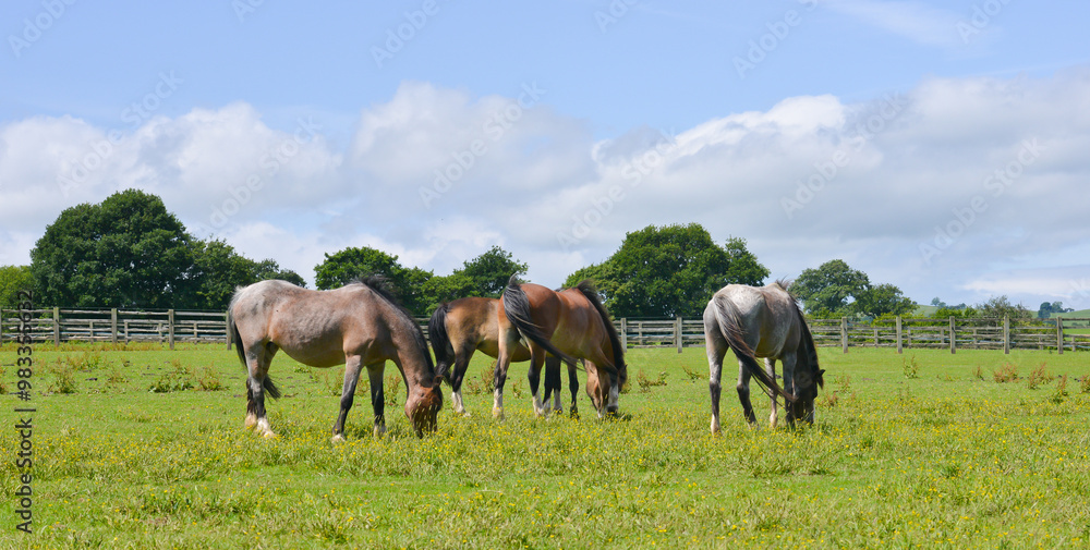 Ponies, horses grazing happily outdoors in field on a summers day in rural Shropshire.