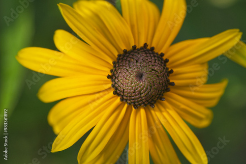 Black-eyed Susan flower macro