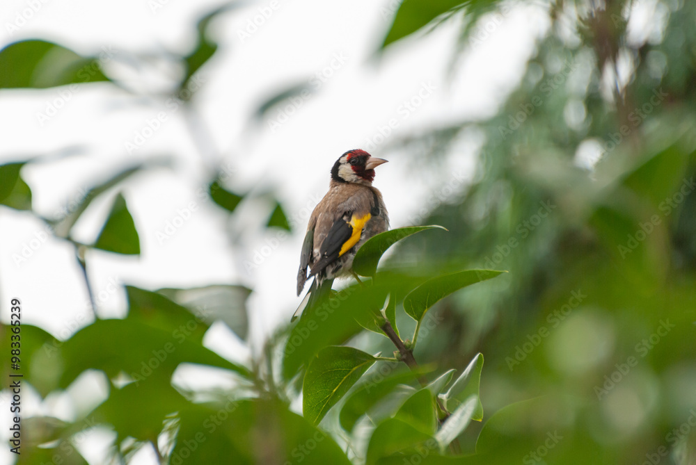 Goldfinch perched amidst green foliage Goldfinch perched amidst green foliage