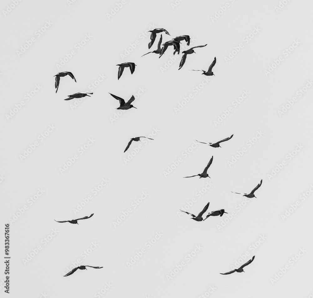 birds in the sky birds in the sky