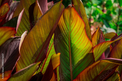 Beautiful canna lily plant leaf texture