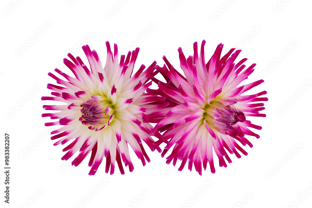 Obraz premium beautiful dahlia flowers isolated on a background