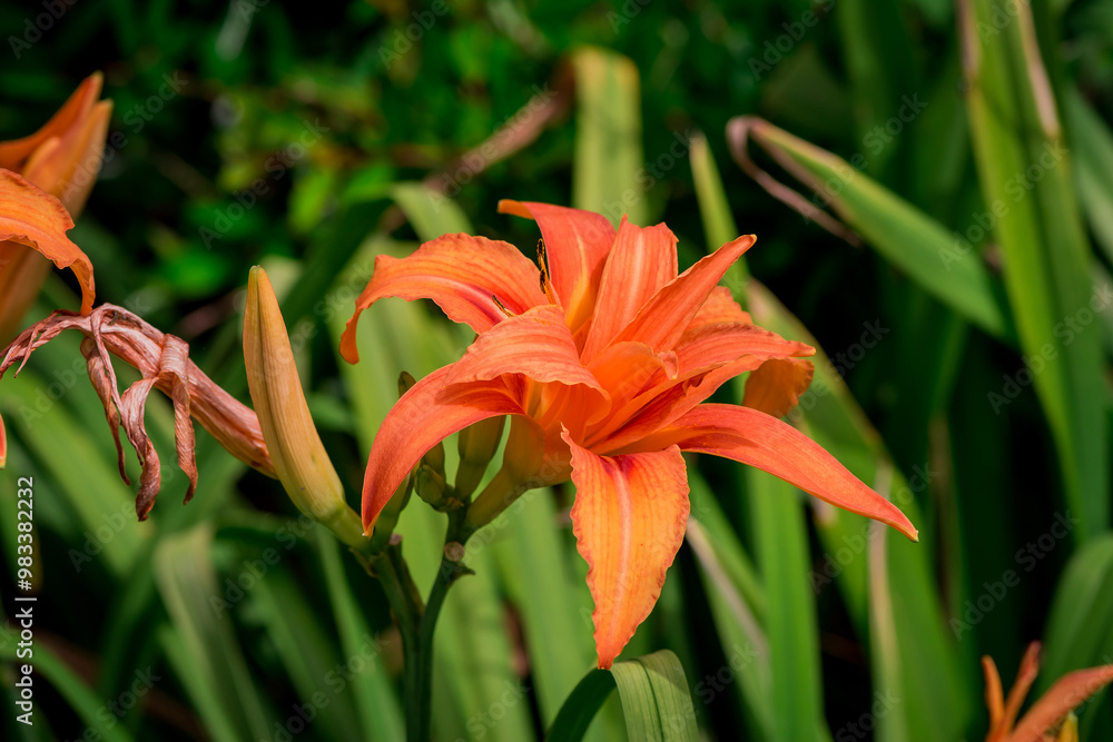 Day Lily (Hemerocallis) blooming in a garden Day Lily (Hemerocallis) blooming in a garden