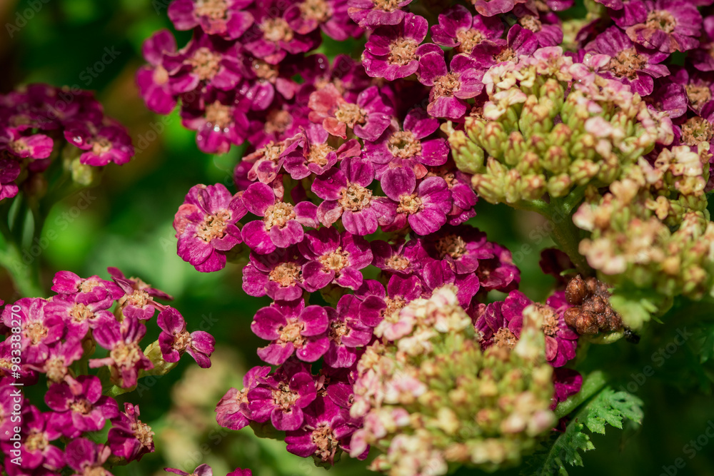 Achillea millefolium flowers on a blurred background Achillea millefolium flowers on a blurred background
