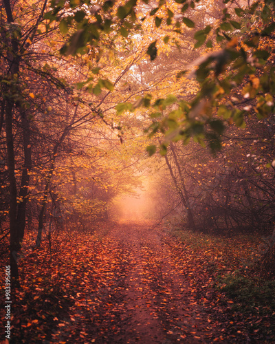 Pathway in the foggy forest...