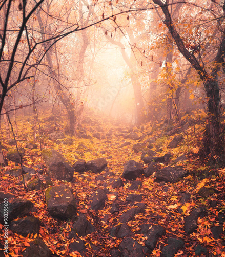 Pathway in the foggy forest in autumn photo