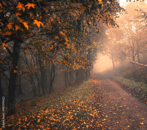 Pathway in the foggy forest in autumn photo