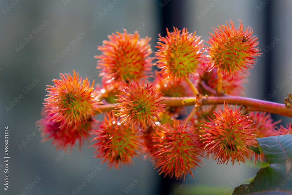 Selective focus of bunches red seeds of Ricinus communis in garden, The castor bean or castor oil plant is a species of perennial flowering plant in the spurge family, Euphorbiaceae, Nature background Selective focus of bunches red seeds of Ricinus communis in garden, The castor bean or castor oil plant is a species of perennial flowering plant in the spurge family, Euphorbiaceae, Nature background
