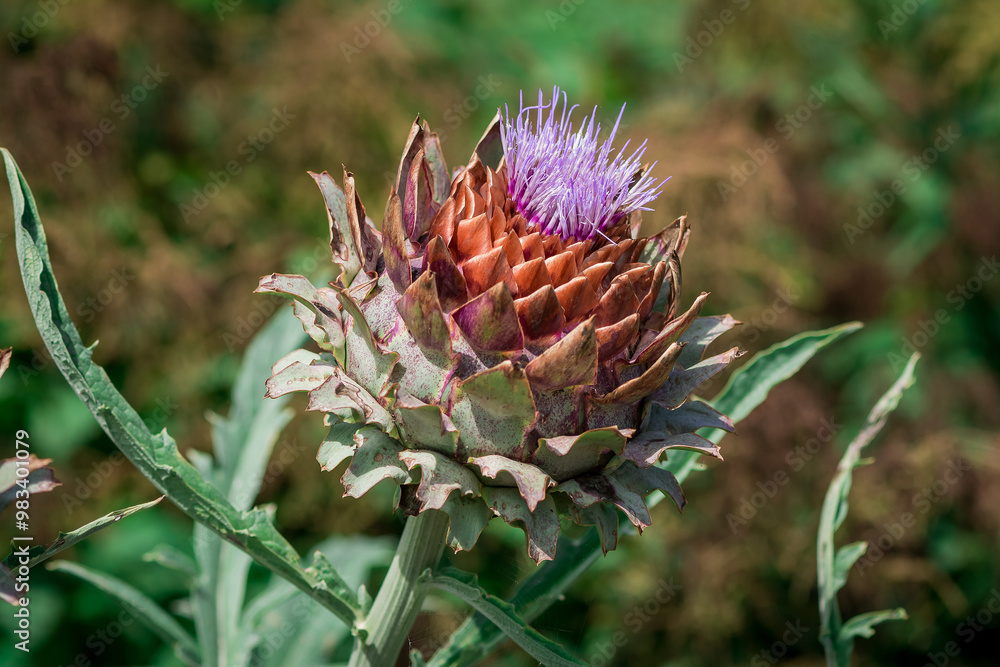 Closeup of beautiful example of artichoke in the garden Closeup of beautiful example of artichoke in the garden