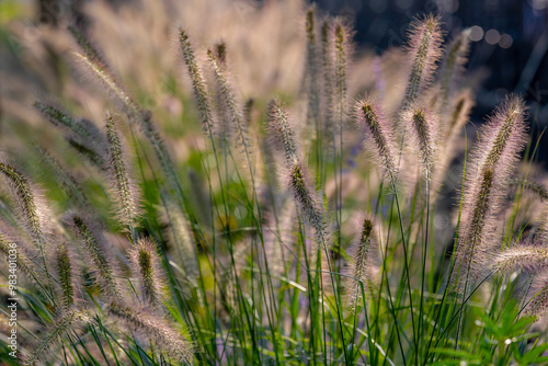 Selective focus of fluffy flowers with warm sunlight in afternoon, Green grass with leaves in garden, Cenchrus ciliaris is a widespread genus of plants in the grass family, Nature floral background. photo