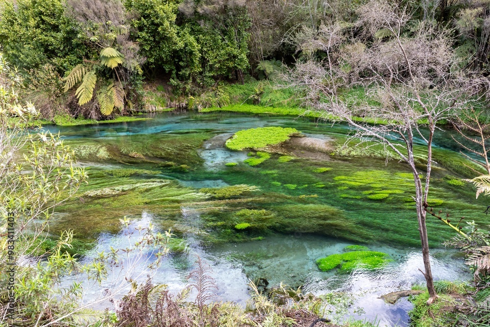 Fototapeta premium The colorful Blue Springs surrounded by native bush and farmland, Putaruru, Waikato, New Zealand.