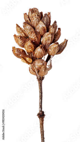 PNG Dried flower plant white background freshness. photo