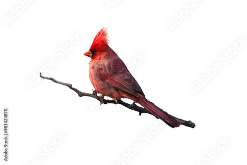 Northern Cardinal (Cardinalis cardinalis) Photo, Perched on a Transparent Isolated PNG Background	 photo