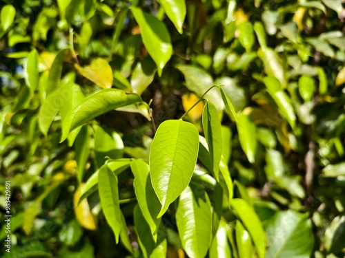 Gaharu Leaf (Aquilaria malaccensis) in the morning photo