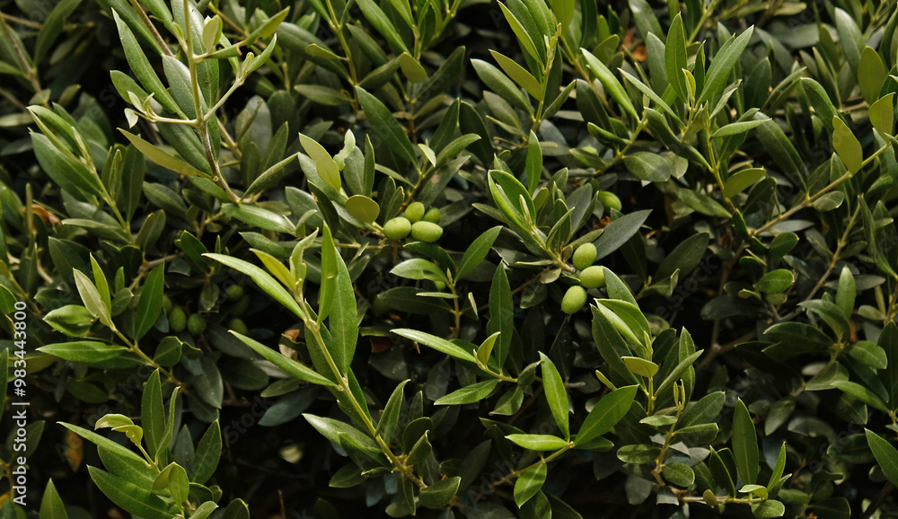 Olive tree and branch with green leaves. Green unripe olives fruits. Close Up Green Eco Healthy product background with copy space. Olive tree and branch with green leaves. Green unripe olives fruits. Close Up Green Eco Healthy product background with copy space.