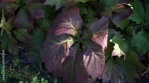 The botanical garden is home to Rodgersia podophylla, a captivating exotic plant. Its textured leaves, ranging from green to burgundy-red, are a stunning addition to any garden. photo