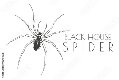 Illustration of a Animal - Black House Spider, Arachnida