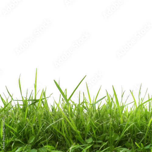 Lush green grass blades against a black background.