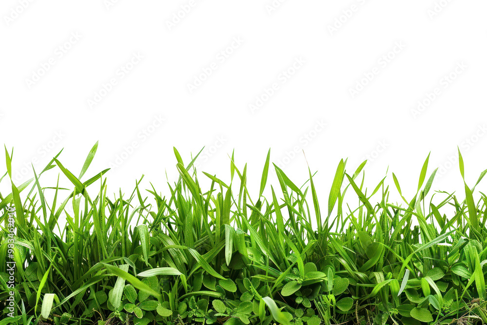 Fototapeta premium PNG Border of grass backgrounds plant green.