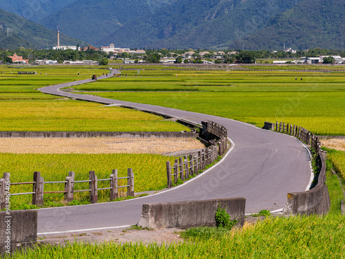 Sunny view of the beautiful rice paddy field at Chishang photo