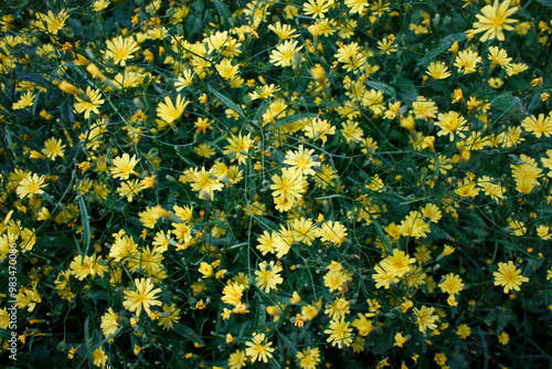 Yellow flowers of Lapsana communis, the common nipplewort on the roadside. Wildlife beauty concept photo