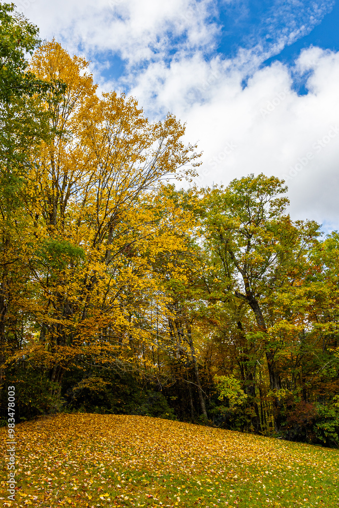 Fototapeta premium Beautiful autumn foliage along the Blue Ridge Parkway.