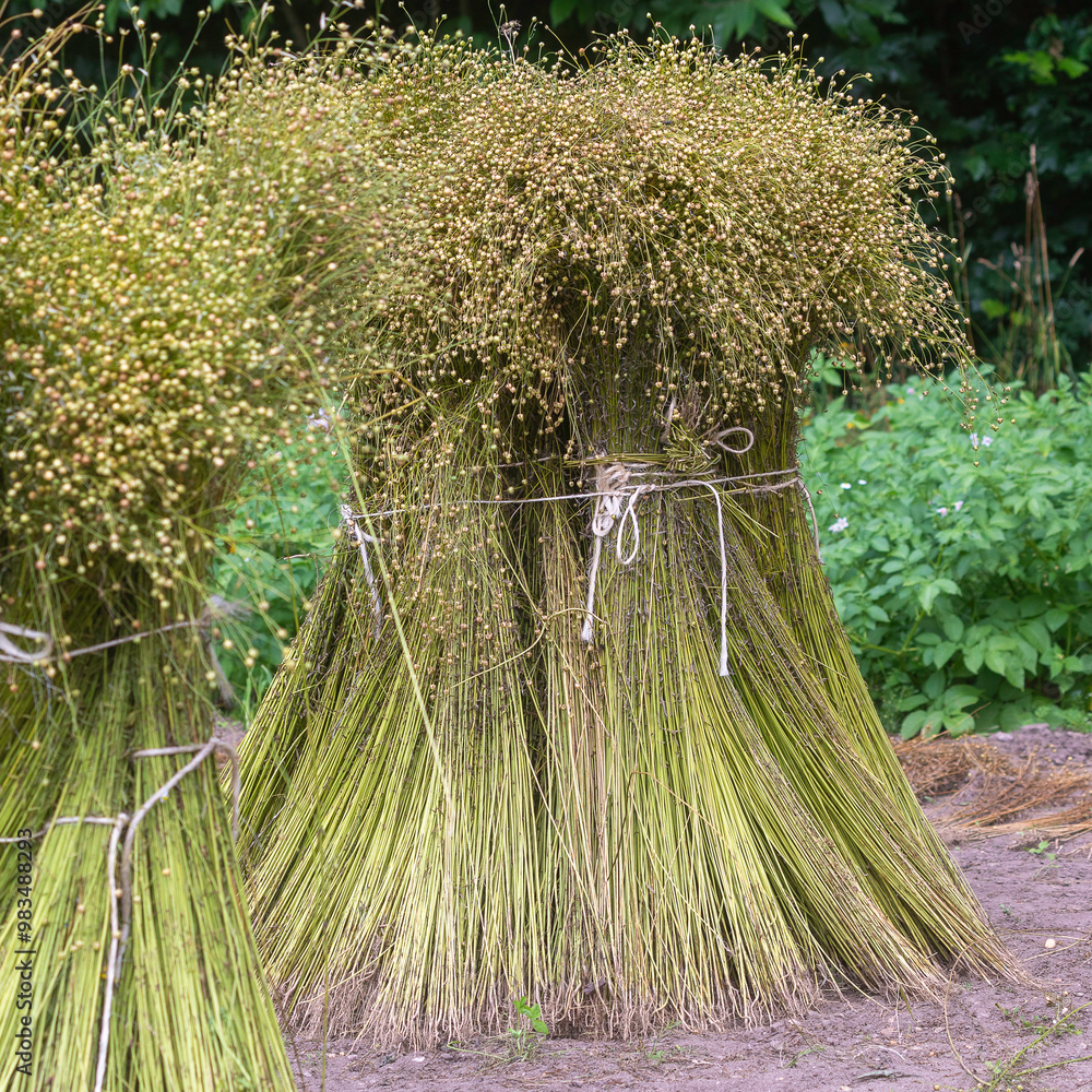 bunder of flax, sheaf
