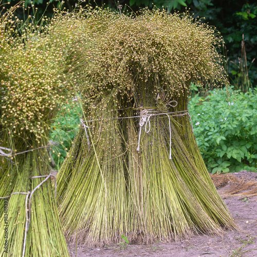 Obraz na płótnie bunder of flax, sheaf w salonie