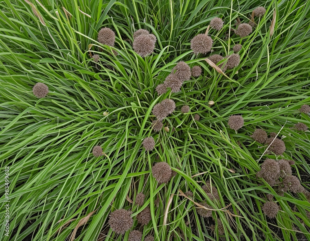 Patchy Lawn with Lush Grass and Dry Patches Patchy Lawn with Lush Grass and Dry Patches
