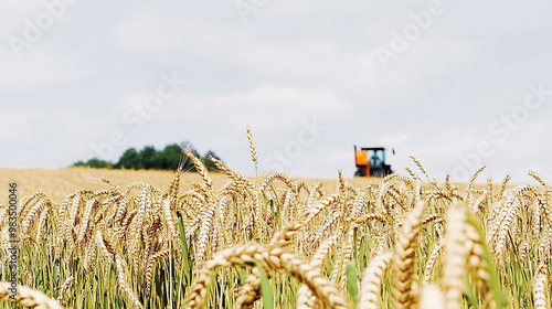 Wheat field harvesting at midday in a rural landscape