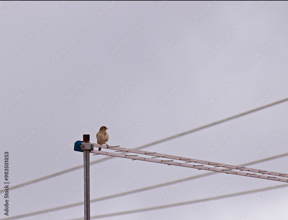 baby sparrow perched on a TV antenna, close to power lines. baby sparrow perched on a TV antenna, close to power lines.