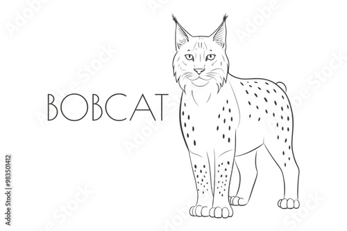 Illustration of a Animal - Bobcat, Mammalia